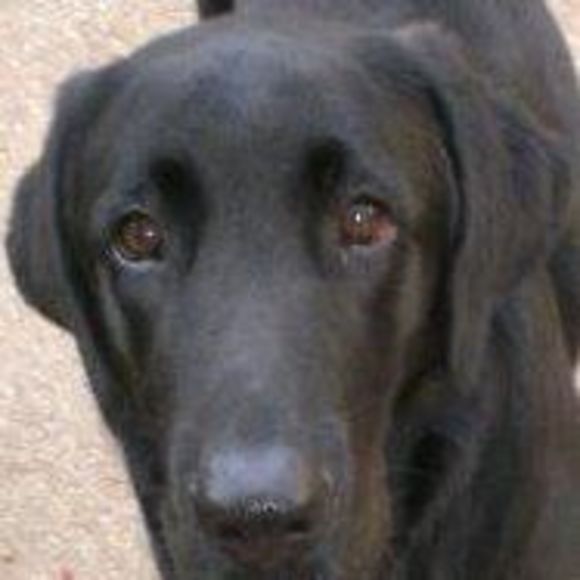 Meet your Posher, Deborah - Picture 1 of 1